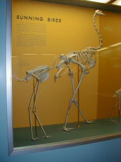 Running bird skeletons.  Secretary bird and ostrich<br>Location: <a href="https://www.google.com/maps/search/?api=1&query=38.89096,-77.02601" target="_new">Smithsonian National Museum of Natural History</a>